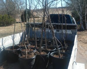 Tree Sales And Clean-Up 